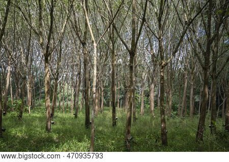 Thailand Prachuap Bang Saphan Rubber Tree