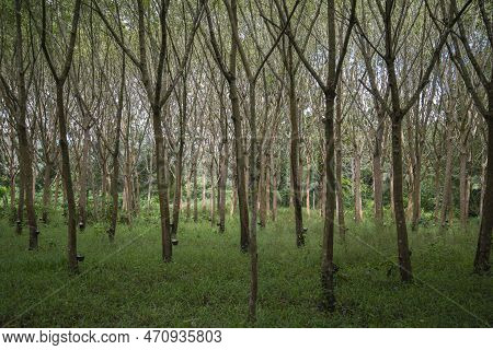 Thailand Prachuap Bang Saphan Rubber Tree