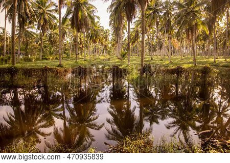 Thailand Prachuap Bang Saphan Coconut