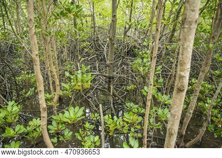 Thailand Prachuap Hua Hin Pranburi Mangroves