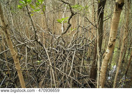 Thailand Prachuap Hua Hin Pranburi Mangroves
