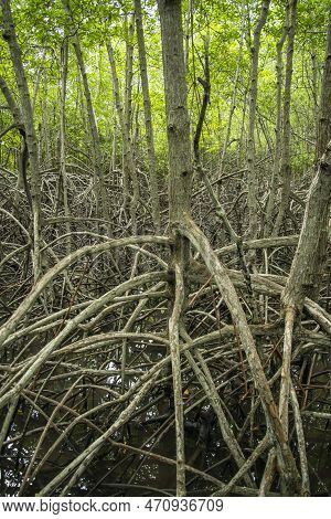 Thailand Prachuap Hua Hin Pranburi Mangroves