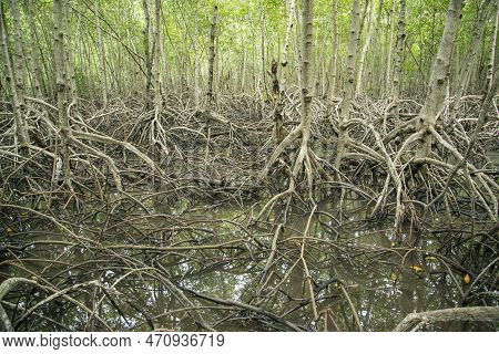 Thailand Prachuap Hua Hin Pranburi Mangroves