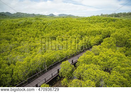 Thailand Prachuap Hua Hin Pranburi Mangroves