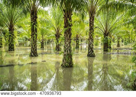 Thailand Prachuap Bang Saphan Palm Oil Plantation