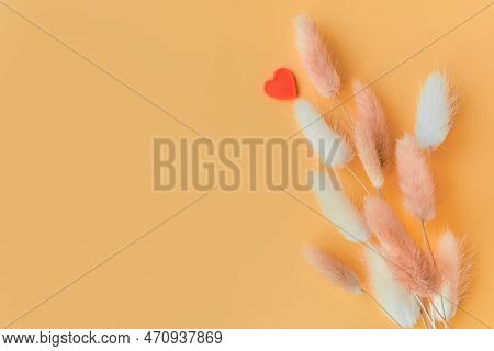 Nice Lagurus On Yellow Light Spring Background.
