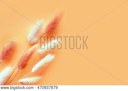 Nice Lagurus On Yellow Light Spring Background.