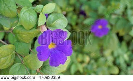 Thunbergia Erecta Also Known As Bush Clockvine, Kings Mantle, Purple Bell Etc