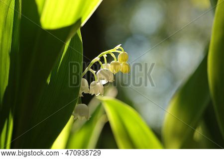 Lily of valley Nature spring flower Nature flower lilly Nature White flower Nature flower background flower morning Nature background flower Macro Nature background flower Nature flower Nature background flower Nature background flower Nature Wildflower.
