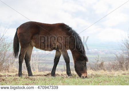Adorable Dark Horse Grazing Outdoors. Lovely Domesticated Pet