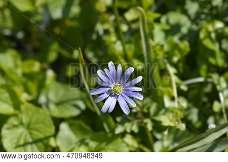Apennine Anemone Blue Flower In The Spring