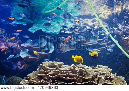 Fishes And Corals Inside A Big Blue Aquarium Tank.