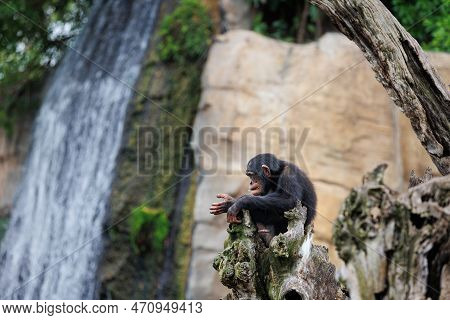 Splendid Exemplar Of Monkey In A Naturalistic Environment.