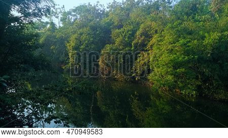 Riverside With Shady Plants. A Shady River With Wild Plants On Its Side In The Morning
