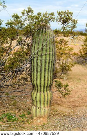 The Sonora Desert In Central Arizona Usa With Young Juvenile Cactus Saguaro And Creosote Bush