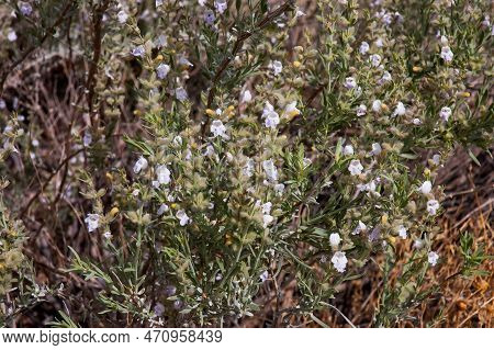 Rosemary Comestible Mint  Plants In New Mexico State, Usa
