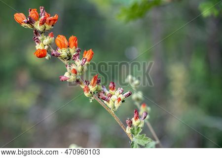 Branch Of Globemallow Flowers Stretch Across Image With Selective Focus