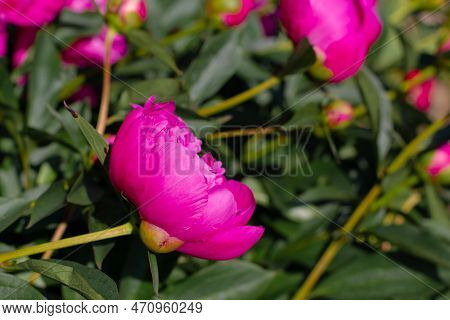 Red Peonies In The Garden. Blooming Red Peony. Close-up Of Beautiful Red Peony Flower