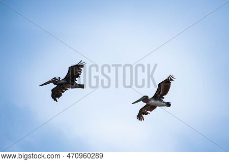 Pelicans Male And Female In Motion On Blue Sky  At Cape Disappointment State Park, Washington State,