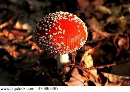 A Image Of Red Mushroom Hat, Fly Agaric Toadstool
