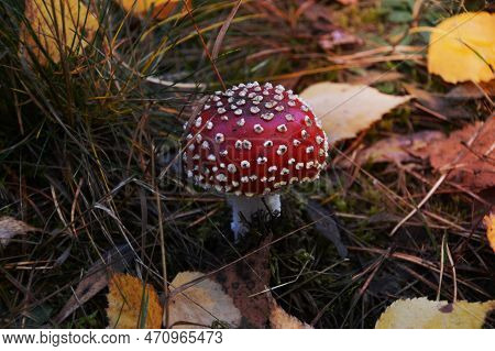 A Image Of Red Mushroom Hat, Fly Agaric Toadstool