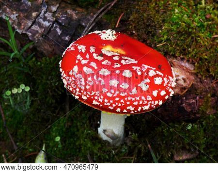 A Image Of Red Mushroom Hat, Fly Agaric Toadstool