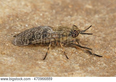 Detailed Closeup On A European Horse Or Cleg Fly, Haematopota Italica Sitting On Stone