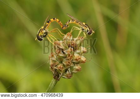 Natural Closeup On 2 Mating Sphaerophoria Hoverflies On The Tip Of Vegetation