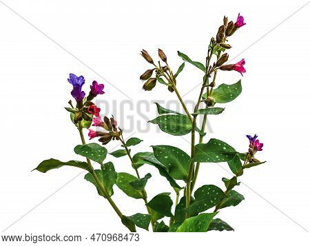 Bush Of Wild Lungwort With Pink And Blue Flowers, Isolated On White Or Transparent Background. Raste