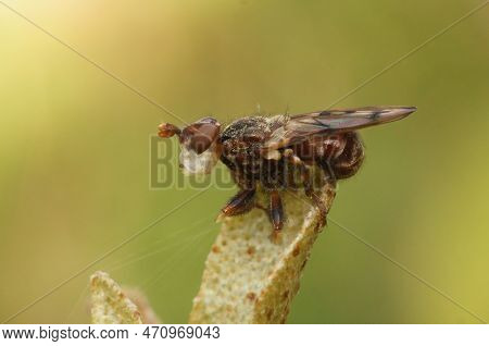 Natural Closeup On An Add Looking Spot-winged Spring Beegrabber, Myopa Tessellatipennis , Sitting On