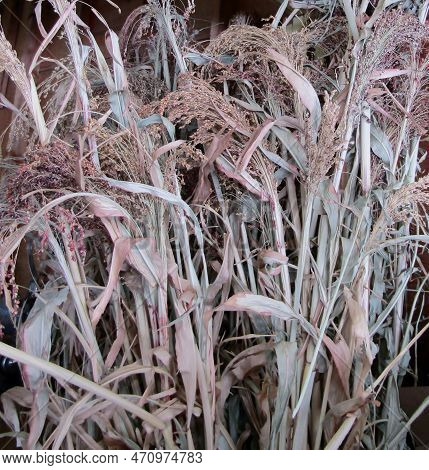 Sorghum Broom Corn Dried Plant Stems And Seeds. Okanagan Valley, Bc, Canada
