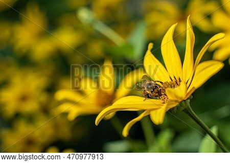 A Honey Bee Collects Nectar On A Heliopsis Flower. Perennial Flowering Plant With Yellow Flowers. Su