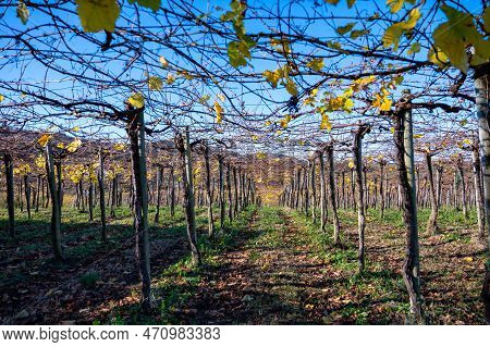 Hilly Txakoli Grape Vineyards, Making Of Txakoli Or Chacolí Slightly Sparkling, Very Dry White Wine 