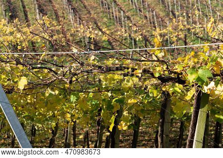 Hilly Txakoli Grape Vineyards, Making Of Txakoli Or Chacolí Slightly Sparkling, Very Dry White Wine