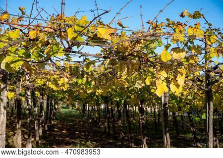 Hilly Txakoli Grape Vineyards, Making Of Txakoli Or Chacolí Slightly Sparkling, Very Dry White Wine