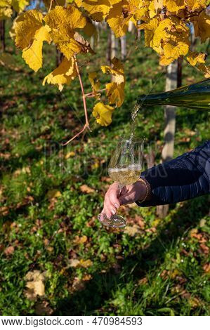 Pouring Of Txakoli Or Chacolí Slightly Sparkling Very Dry White Wine Produced In Spanish Basque Coun