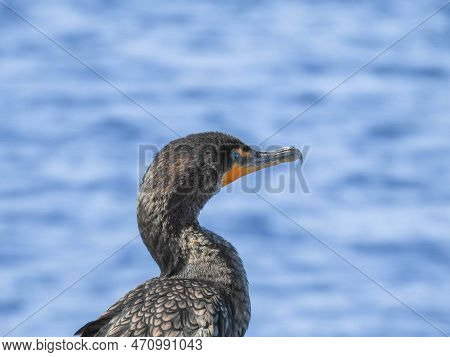 Double-crested Cormorant At The Circle B Bar Reserve In Florida