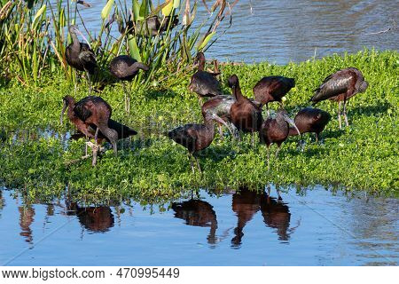 Group Of Glossy Ibis - Plegadis Falcinellus - In Wakodahatchee Wetlands, Florida On Clear Sunny Afte