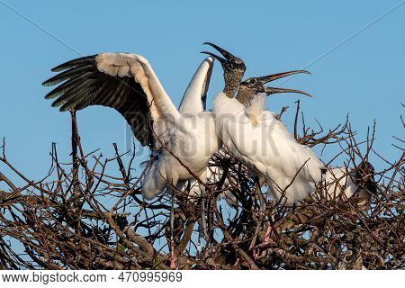 Pair Of Wood Storks - Mycteria Americana - Engaged In Courtship Behavior In Wakodahatchee Wetlands I