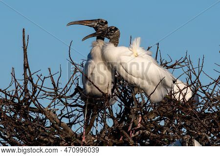 Pair Of Wood Storks - Mycteria Americana - Engaged In Courtship Behavior In Wakodahatchee Wetlands I