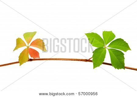 Climbing Vine