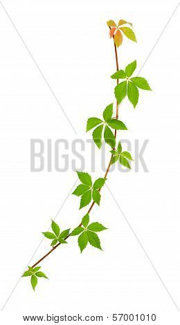 Climbing Vine