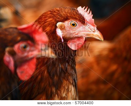 Chickens On Traditional Free Range Poultry Farm