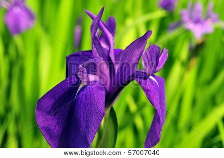Flower of the iris