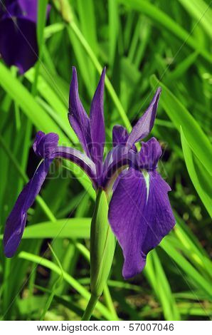Flower of the iris
