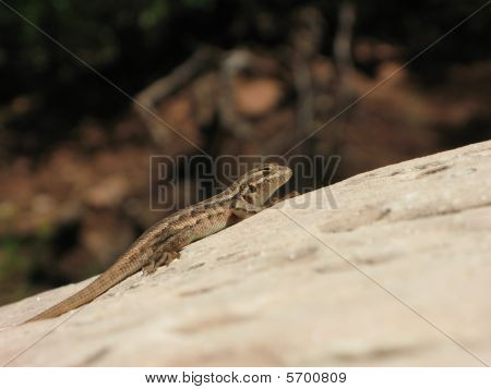Lizzard