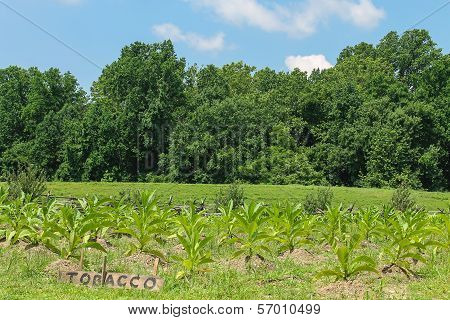 Virginian tobacco field