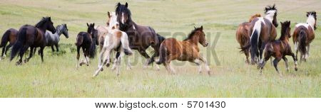 Manada de caballos