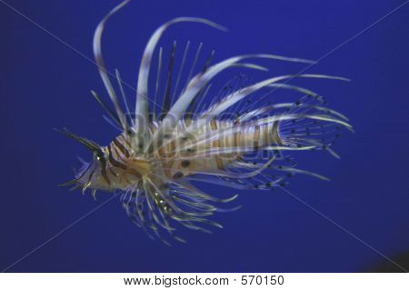 해양 Lionfish