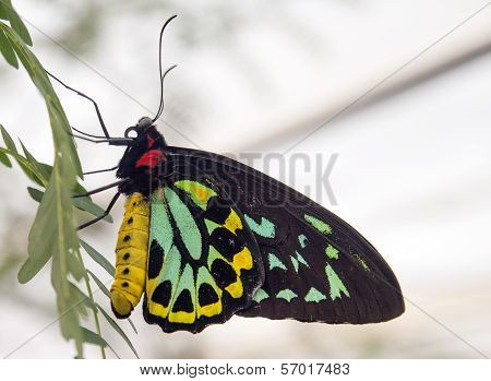 Colored butterfly